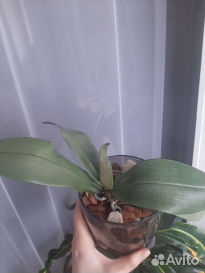 Орхидея фаленопсис