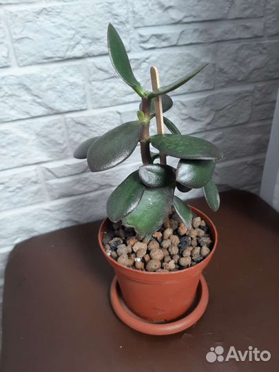 Крассула толстянка (денежное дерево)