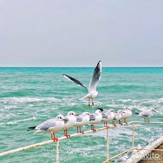 Отдых в Сочи в июле на троих 10 ночей