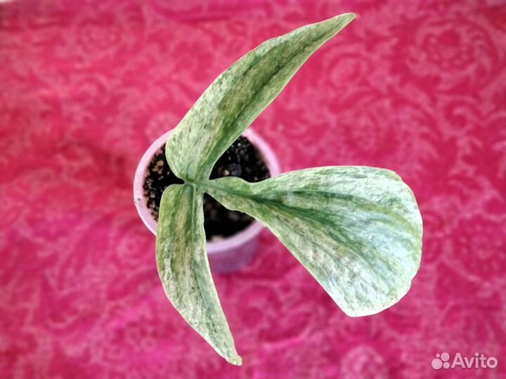 Редкие Ароидные