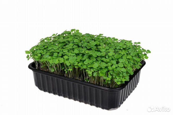 Микрозелень