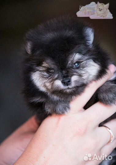 Померанский шпиц медвежьего типа