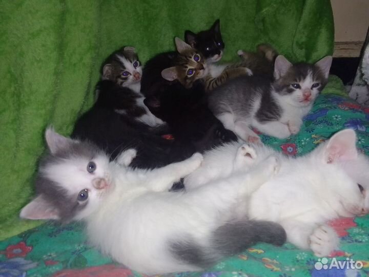 Котята в добрые руки