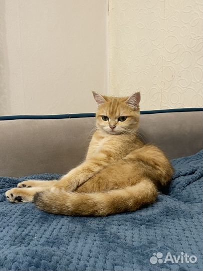 Британская кошка