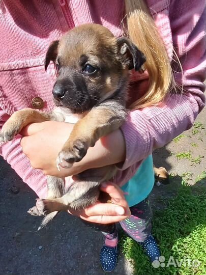 Щенки Помчи