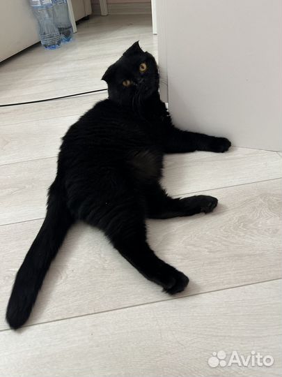 Шотландский вислоухий кот