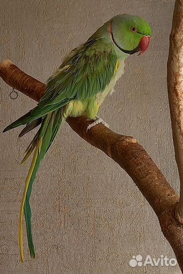 Пара ожереловых попугаев Крамера