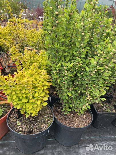 Барбарис тунберга в асортисенте