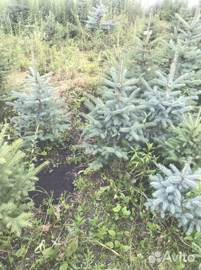 Ель голубая