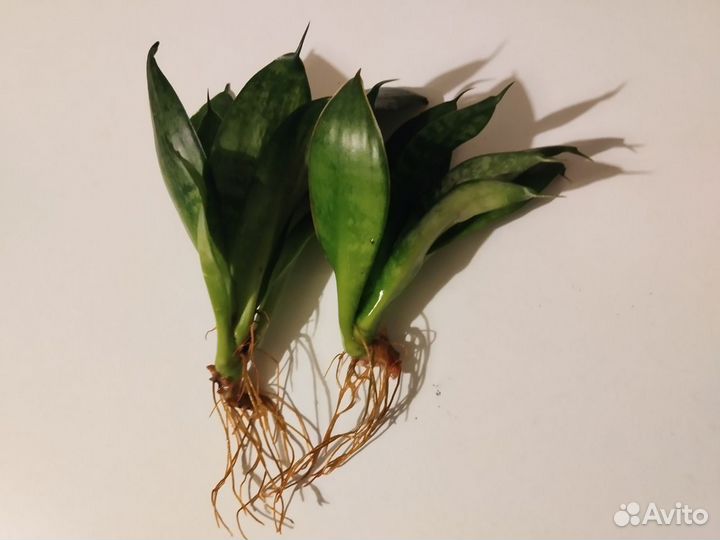Сансевиерия ханни