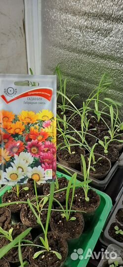 Рассада цветов