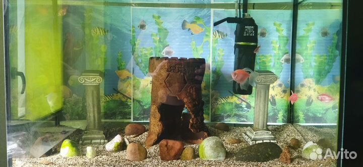 Аквариум с рыбками