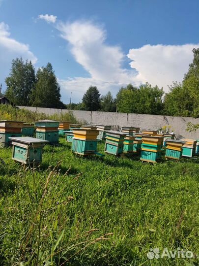 Пчелы и улья