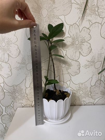 Замиокулькас