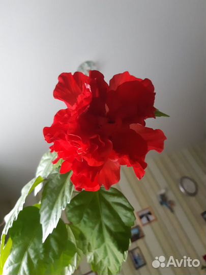 Гибискус махровый красный