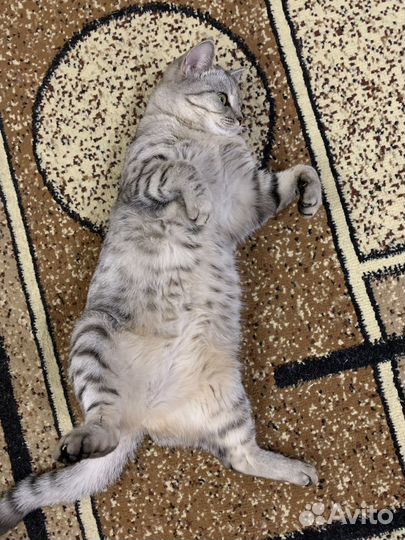 Британская