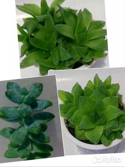 Суккуленты разные