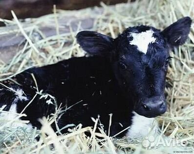 Телёнок мечты для вашего хозяйства