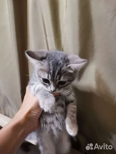 Кошка в дар бесплатно