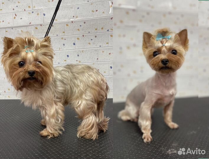 Грумер. Груминг. Стрижка собак