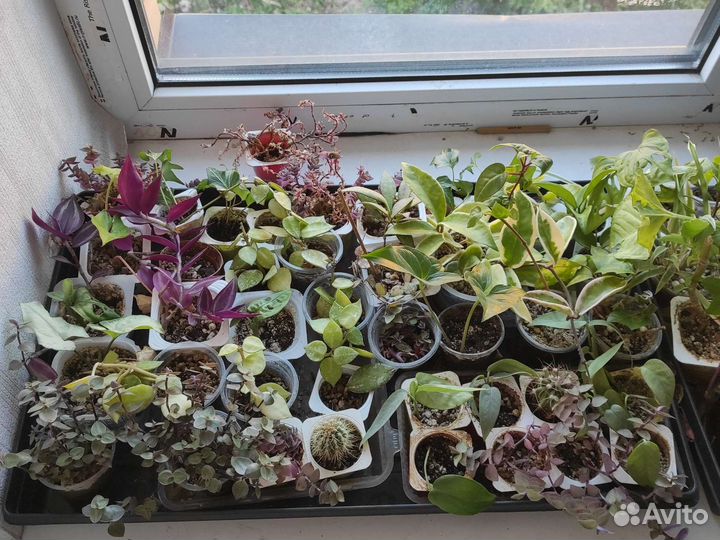 Домашние неприхотливые цветы от