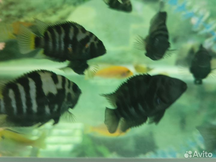 Морская свинка, кролики