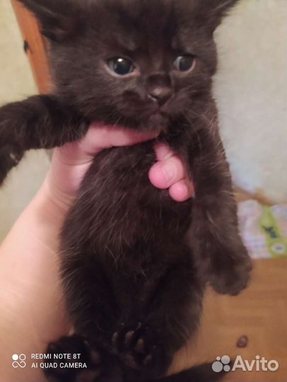 Кошка в дар бесплатно