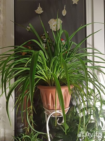 Хлорофитум