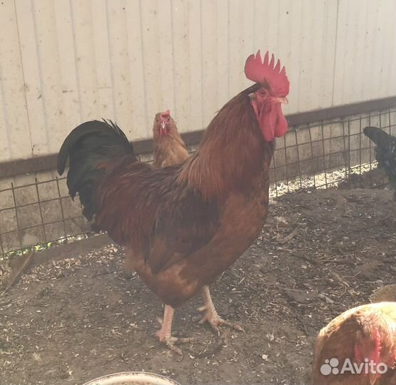 Петух и куры