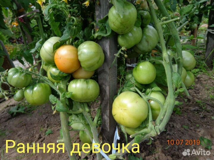 Семена томата Ранняя девочка
