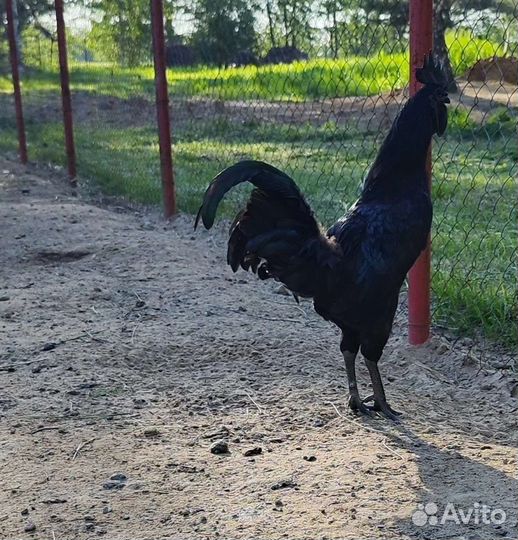 Аям Цемани