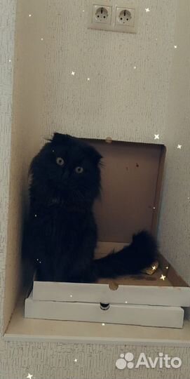 Шотландский кот вязка