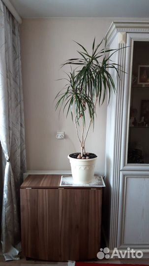 Драцена окаймленнная