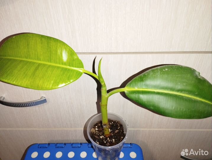 Фикусы, аспидистра, пеперомии, крассула