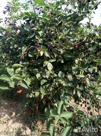 Кусты ежевики