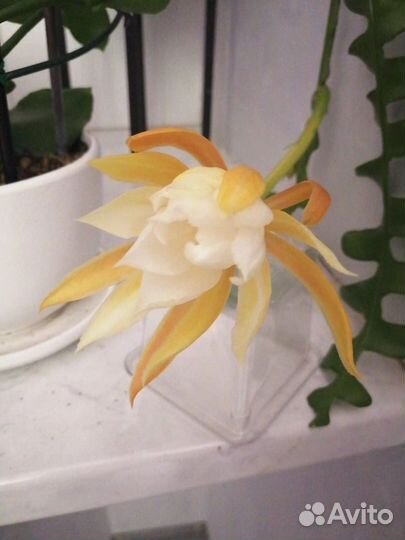 Epiphyllum anguliger Кактус рыбья кость