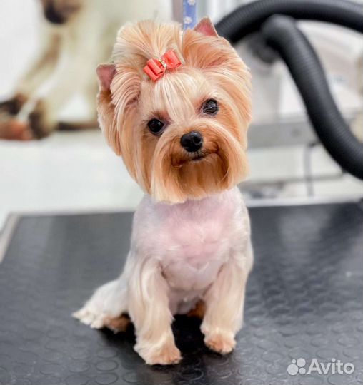 Груминг собак и кошек