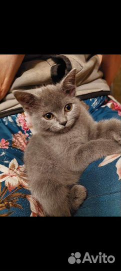 Британские котята