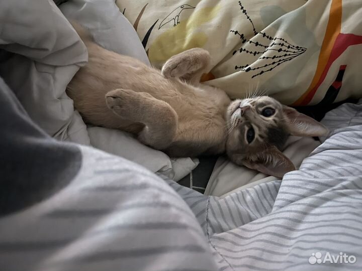 Кот на вязку