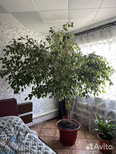 Фикус беннджамина