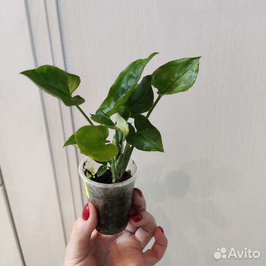 Редкие сингониумы сортовые