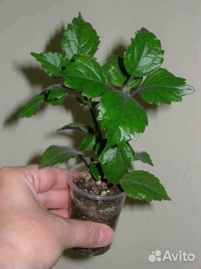 Альтернантера,плектрантусы (5 с ),оксалисы(2 с)