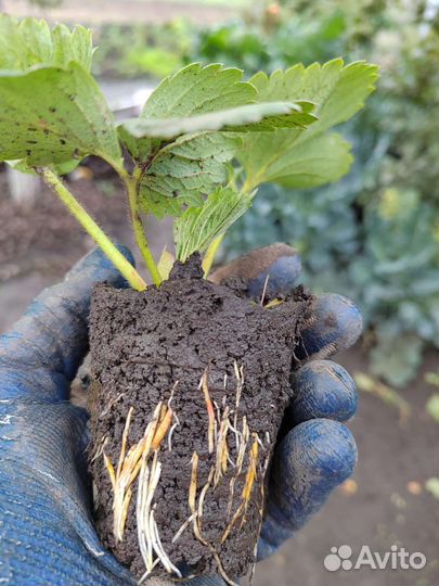 Рассада клубники