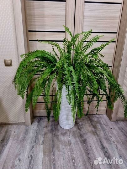 Папоротник