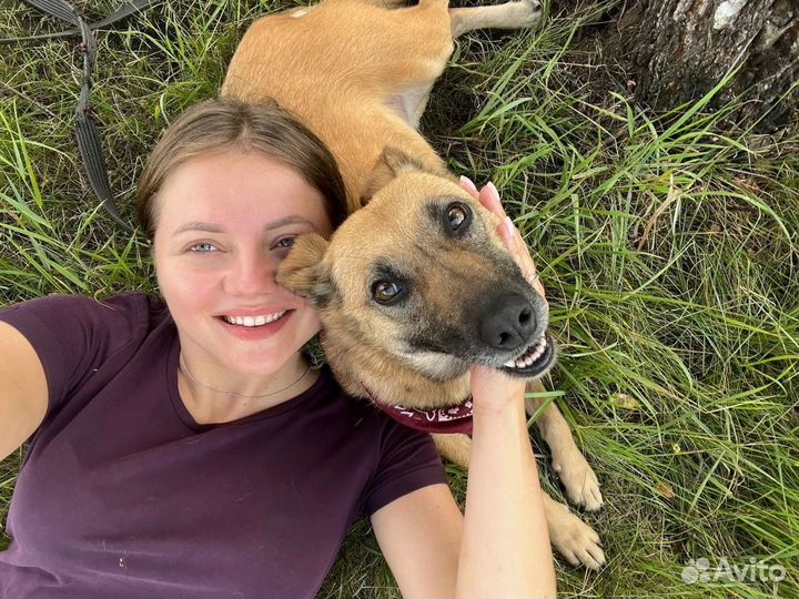 Собака улыбака ищет дом