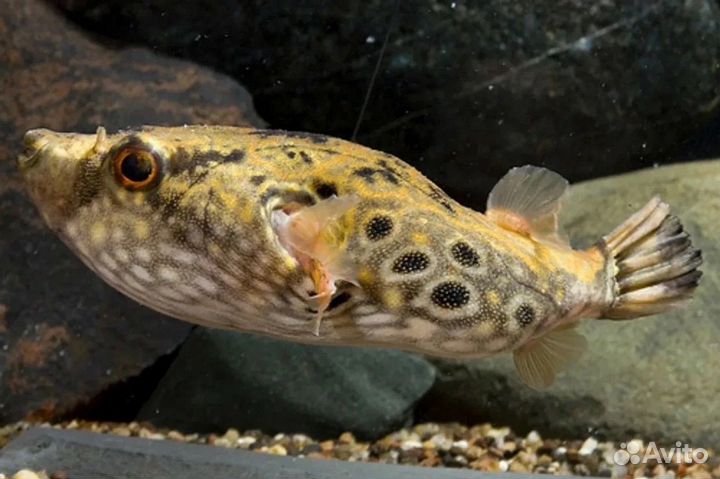 Аквариумная рыба