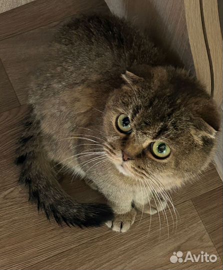 Кошки вислоухие