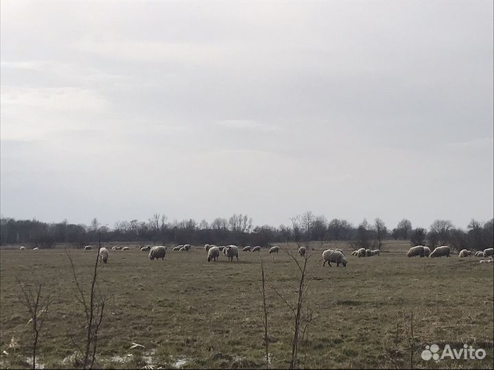 Овцы месной породы