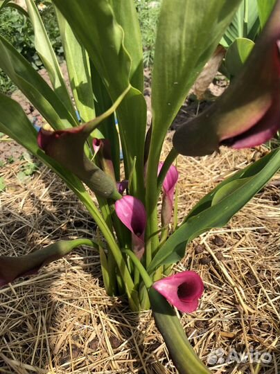 Калла сортовая