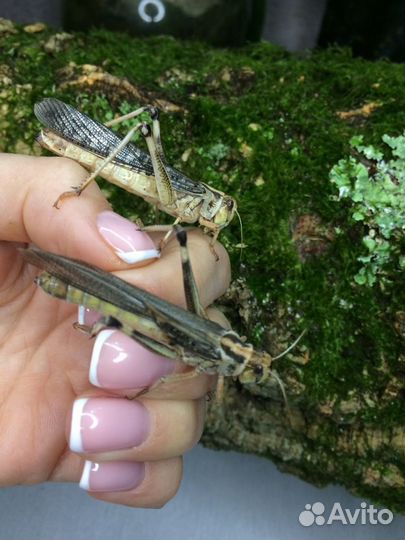 Саранча кормовая